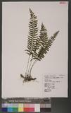 Asplenium cataractarum Rosenst. K