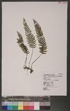 Asplenium cataractarum Rosenst rK