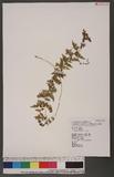 Cystopteris bulbifera (L.) Bemh.