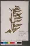 Dryopteris spinulosa (Muell.) Watt.