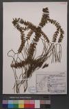Lycopodium phlegmaria L. K۪Q