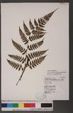 Athyrium erythropodum Hayata `\