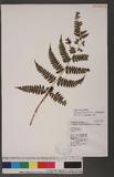 Athyrium erythropodum Hayata `\