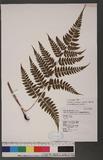 Athyrium erythropodum Hayata `\