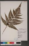 Athyrium erythropodum Hayata `\