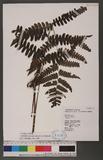 Cornopteris decurrenti-alatum (Hook.) Nakai s