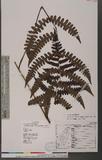 Cornopteris decurrenti-alatum (Hook.) Nakai s