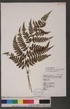 Athyrium erythropodum Hayata `\