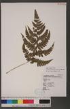 Athyrium erythropodum Hayata `\