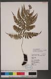 Athyrium erythropodum Hayata `\