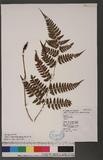 Athyrium erythropodum Hayata `\