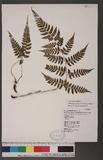 Athyrium erythropodum Hayata `\