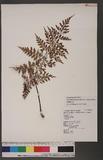 Asplenium neolaserpitiifolium Tard. -Blot & Ching j¬`K