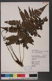 Athyrium arisanense (Hayata) Tagawa s\