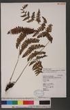 Athyrium arisanense (Hayata) Tagawa s\