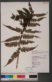 Athyrium arisanense (Hayata) Tagawa s\