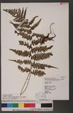 Athyrium arisanense (Hayata) Tagawa s\