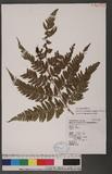 Athyrium erythropodum Hayata `\