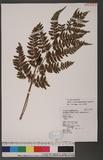 Athyrium erythropodum Hayata `\