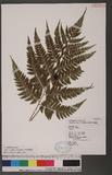 Athyrium erythropodum Hayata `\