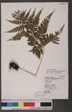 Athyrium erythropodum Hayata `\