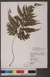 Athyrium erythropodum Hayata `\