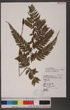 Athyrium erythropodum Hayata `\