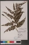 Athyrium erythropodum Hayata `\