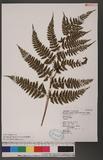 Athyrium erythropodum Hayata `\