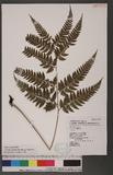 Athyrium erythropodum Hayata `\