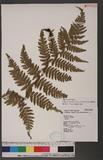 Athyrium arisanense (Hayata) Tagawa s\