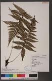 Athyrium arisanense (Hayata) Tagawa s\