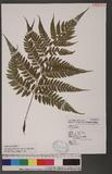 Athyrium erythropodum Hayata `\