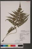 Athyrium erythropodum Hayata `\