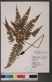 Athyrium erythropodum Hayata `\