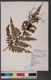 Athyrium erythropodum Hayata `\