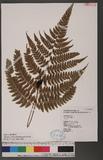 Athyrium erythropodum Hayata `\