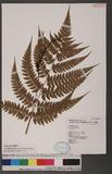 Athyrium erythropodum Hayata `\