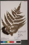 Athyrium erythropodum Hayata `\