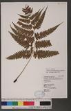 Athyrium erythropodum Hayata `\