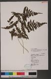 Athyrium arisanense (Hayata) Tagawa s\