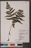 Athyrium arisanense (Hayata) Tagawa s\