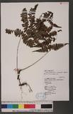 Athyrium arisanense (Hayata) Tagawa s\