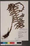 Polystichum falcatipinnum Hayata Iտ