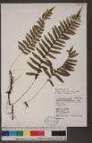 Polypodium atkinsoni C. Chr.