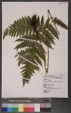 Pleocnemia submembranacea (Hayata) Tagawa & K. Iwats. п
