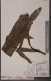 Neottopteris nidus (L.) Hook _