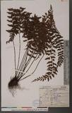 Asplenium yoshinagae Makino ׸K