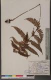 Cornopteris opaca (Don) Tagawa ¸s