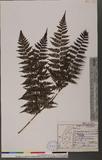 Cornopteris fluvialis (Hayata) Tagawa js